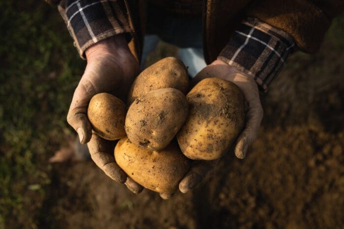 Building a resilient supply chain in the potato industry from farm to fork 6 fresh potato in farmers hand